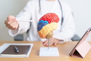 Medical professional pointing to a model of the human brain